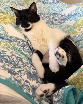 Mr. Kiki - Adoption Fee Sponsored!