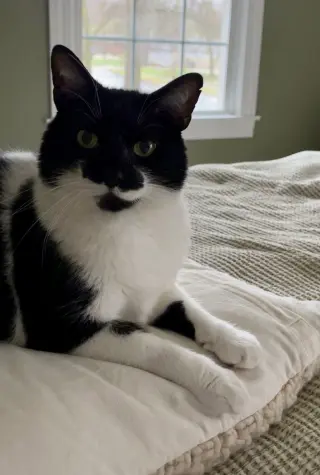 Mr. Kiki - Adoption Fee Sponsored!