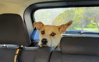 Maverick