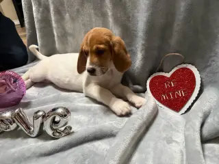 Dottie