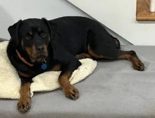 Sheba
