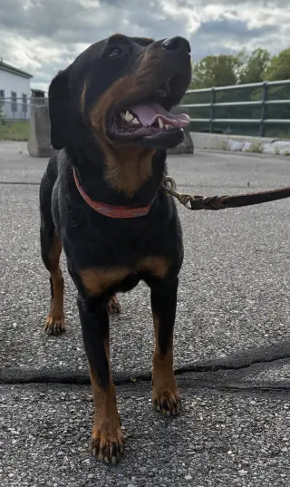 Sheba