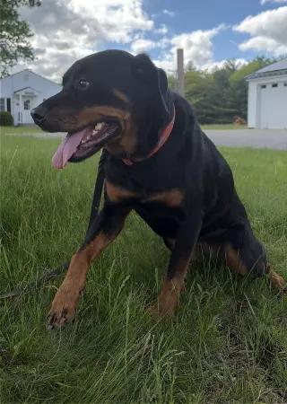 Sheba