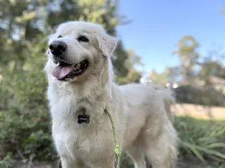 Sir Kingsley