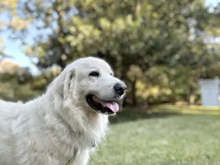Sir Kingsley