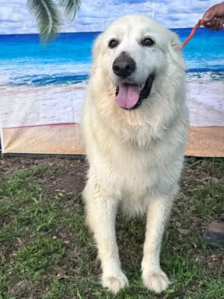 Sir Kingsley
