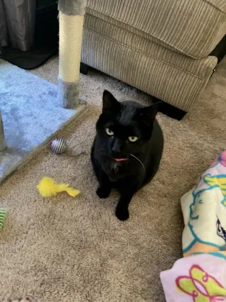 Sadie