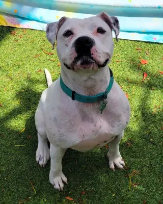 Lola