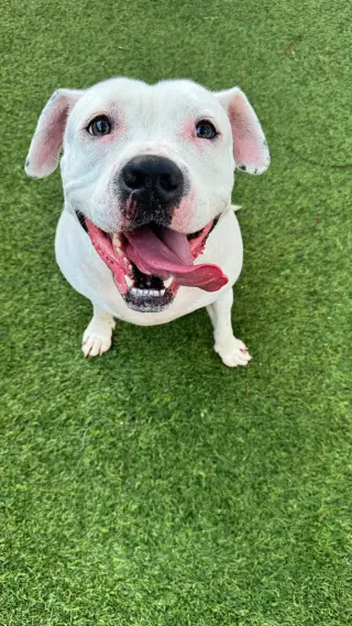 Lola