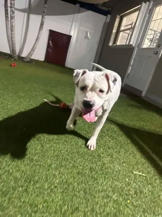 Lola