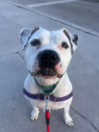 Lola