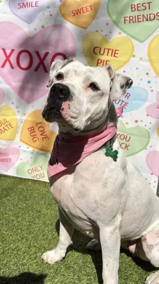 Lola