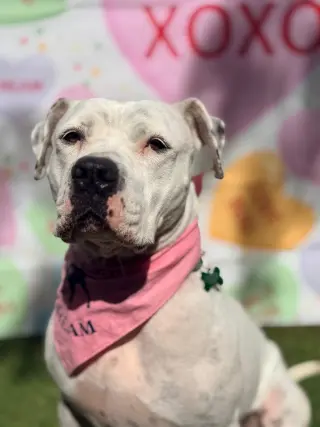 Lola