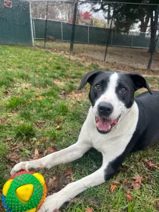 AC - Gumbo aka Gumby