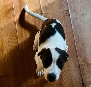 Andy-ADOPTED 5/31/16 See his sweetie Helen...