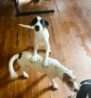 Andy-ADOPTED 5/31/16 See his sweetie Helen...