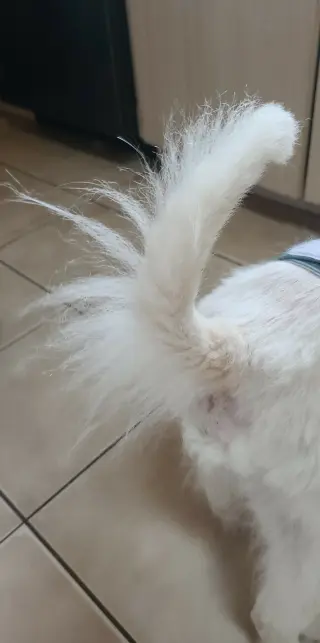 Auggie of FL (aka Alfredo)