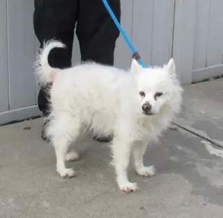 Auggie of FL (aka Alfredo)