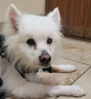 Auggie of FL (aka Alfredo)