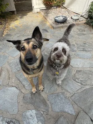 Sadie
