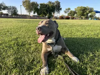 BRUCE
