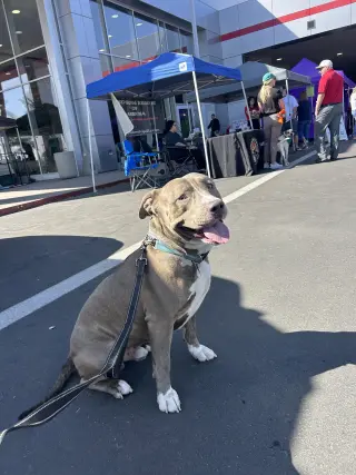 BRUCE