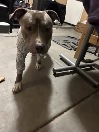 BRUCE
