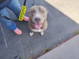 BRUCE