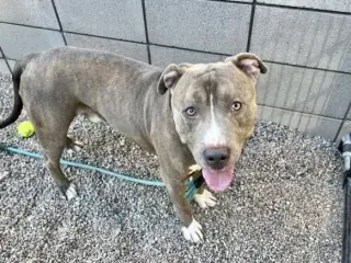 BRUCE