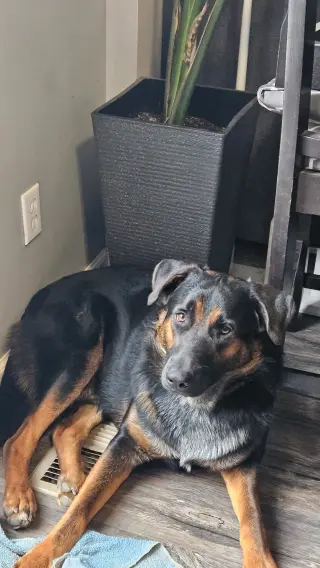 Chase
