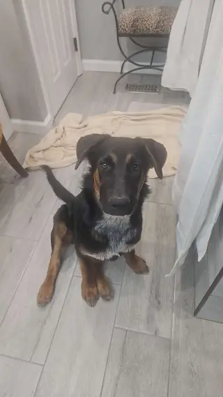 Chase