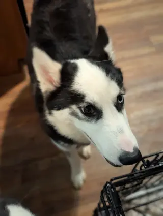 Ginger (Husky)