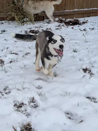 Ginger (Husky)