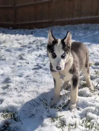Ginger (Husky)
