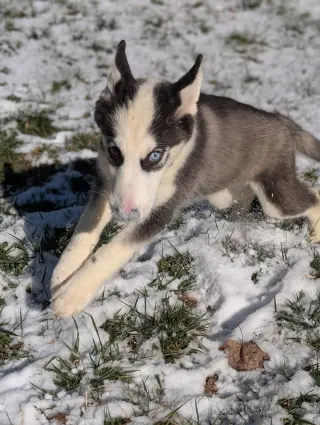 Ginger (Husky)