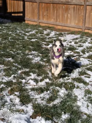 Ginger (Husky)