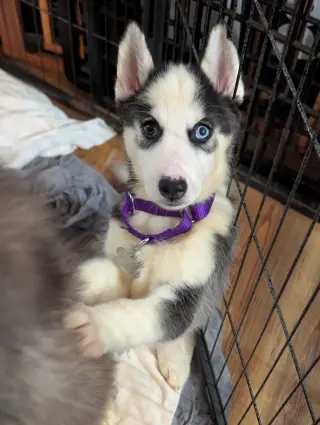 Ginger (Husky)