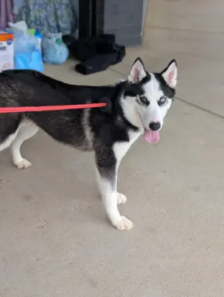 Ginger (Husky)