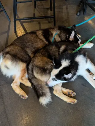 Ginger (Husky)