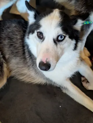 Ginger (Husky)