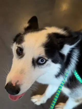 Ginger (Husky)