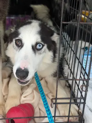 Ginger (Husky)