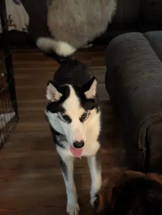 Ginger (Husky)