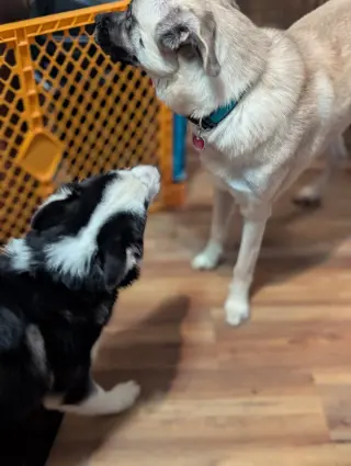 Ginger (Husky)