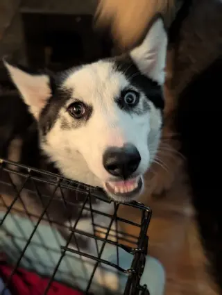 Ginger (Husky)