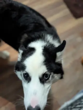 Ginger (Husky)