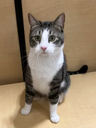 Tig