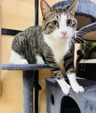 Tig