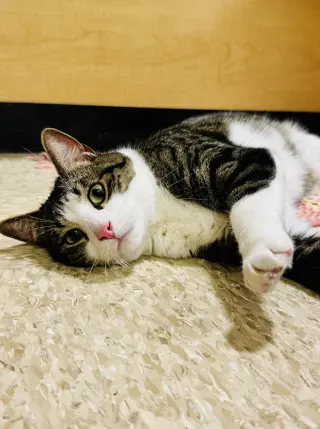 Tig