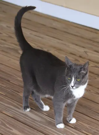 Dancer